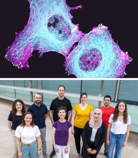 Fluorescence image of cancer cells with their cytoskeleton labelled, above a photo of the Juanes Lab team outside CIPF