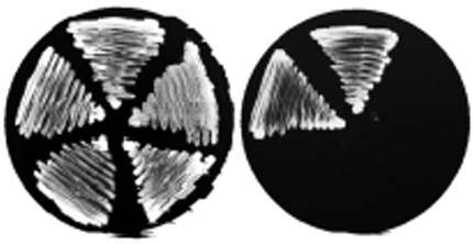 Figure from the 2008 Yeast paper on Rot1 membrane topology
