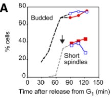 Figure from the 2010 Molecular Biology of the Cell paper on Kar9p