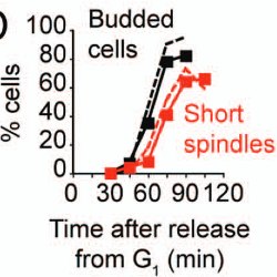 Figure from the 2011 Cell Cycle paper on Ase1p