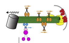 Figure from the 2012 Current Biology paper on Bud6p