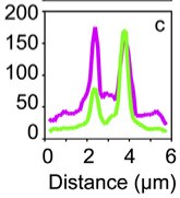 Figure from the 2013 Current Biology paper on spindle pole body history