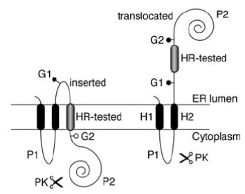 Figure from the 2014 Biochemical Journal paper on transmembrane Rot1