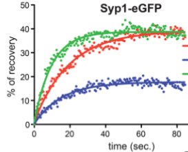 Figure from the 2015 Molecular Biology of the Cell paper on RhoA and septin dynamics