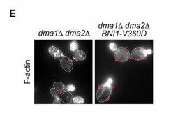 F-actin panel of dma1(delta) dma2(delta) yeast cells, associated with the 2016 Genetics paper on Dma1/Dma2 control of formin distribution