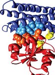 Protein structure ribbon diagram, associated with the 2016 PostDoctoral Journal paper on cytokinesis protein complexes