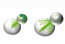 Schematic of actin cables at the bud neck, associated with the 2016 CMLS review on cell polarity and cytokinesis