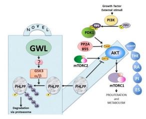 Figure from the 2016 PostDoctoral Journal paper showing the Greatwall kinase (GWL) signaling pathway