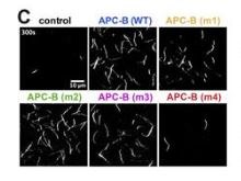APC mutant panel associated with the 2017 Journal of Cell Biology paper on APC-nucleated actin assembly