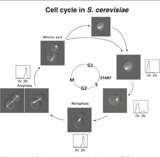 Figure from the 2017 Mitotic Exit Network book chapter