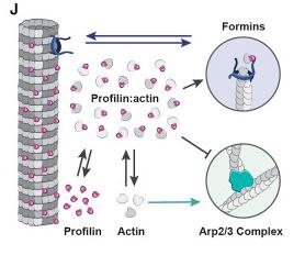 Model diagram of profilin, actin, formins and Arp2/3, associated with the 2017 Current Biology paper on profilin and microtubule growth