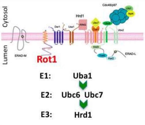 Diagram from the 2017 PostDoctoral Journal paper showing Rot1 in the ER-associated degradation (ERAD) pathway