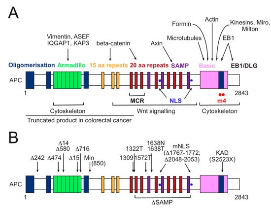 Figure from the 2020 Cancers review on APC, Wnt signaling and the cytoskeleton