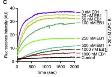 Figure from the 2020 Current Biology paper on EB1 and APC-mediated actin nucleation