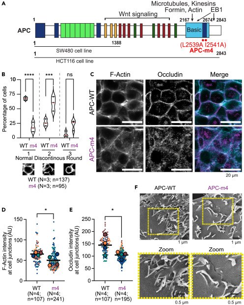 Figure from the 2023 iScience paper on APC-driven actin nucleation