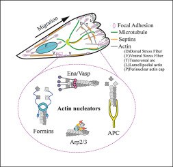 Graphical abstract from the 2023 Current Opinion in Cell Biology review on focal adhesion turnover