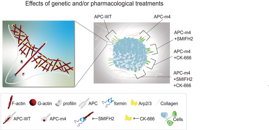 Figure from the 2024 iScience paper on tumor invasiveness
