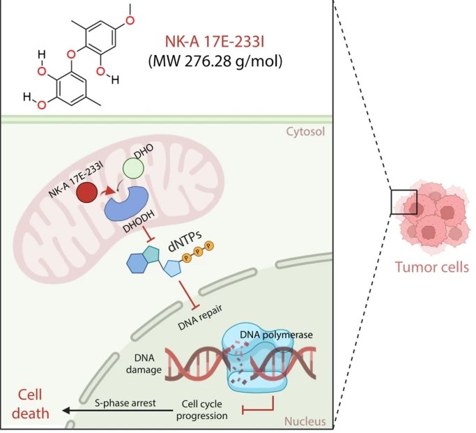 Figure from the 2025 paper on the DHODH inhibitor NK-A 17E-233I