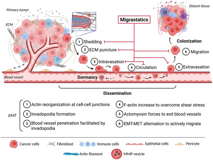 Diagram from the 2026 Frontiers in Oncology mini-review on migrastatics and cancer cell dissemination