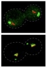 Confocal micrographs of budding yeast cells from the 2026 Journal of Cell Biology paper on Sak1-mediated separase activation