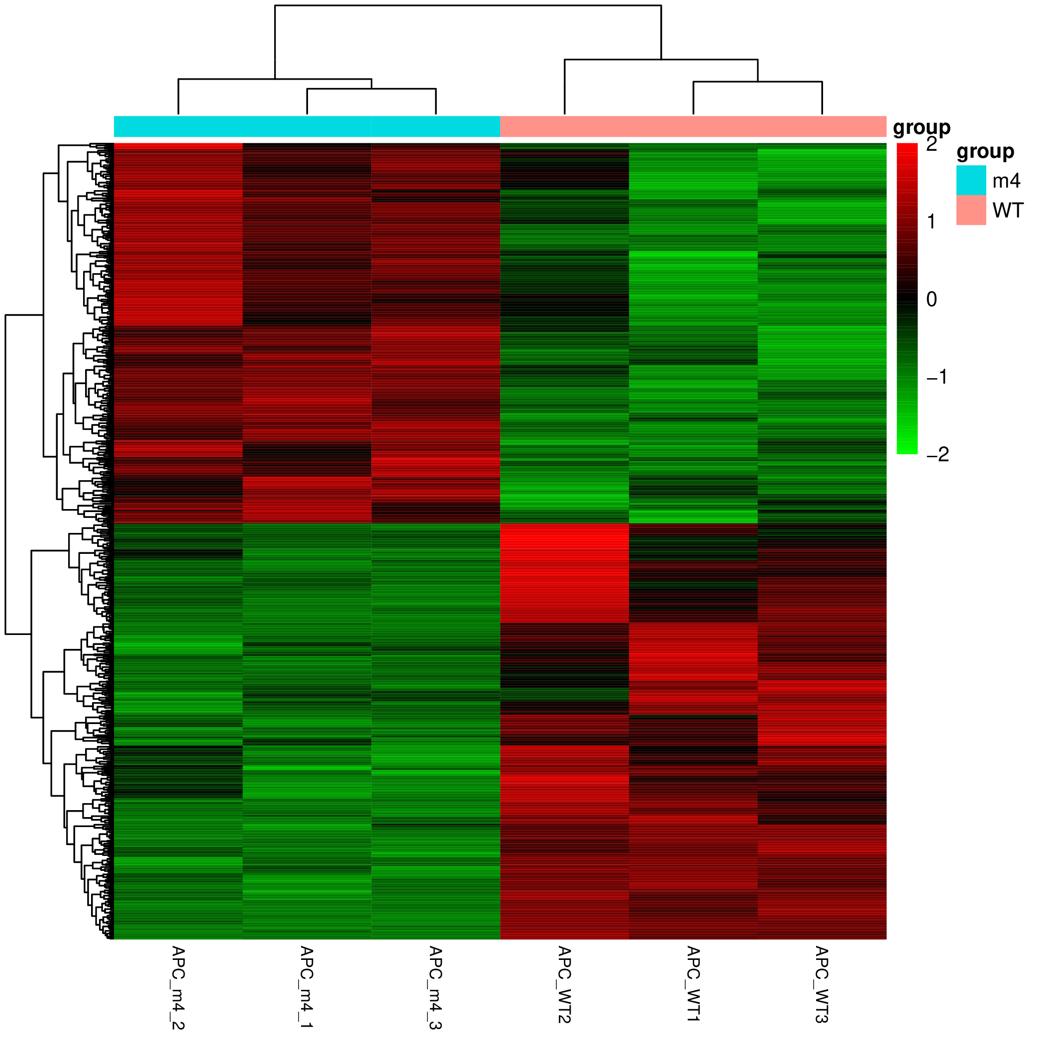 Differential gene expression heatmap comparing APC-mutant and wild-type samples
