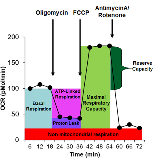 Mitochondrial stress test schematic showing oxygen consumption rate over time